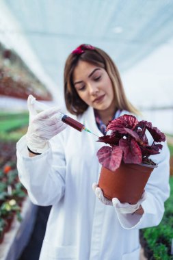 Bitki kreş çalışma ve bitki içine besin enjeksiyon veren güzel genç kadın. 