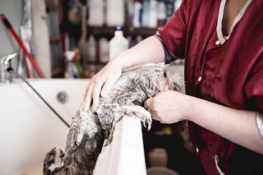 Lhasa apso banyoda salon damat