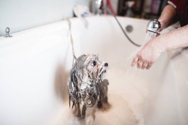 Lhasa apso banyoda salon damat