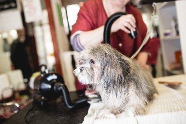 Lhasa apso salon damat.