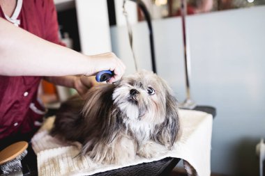 Lhasa apso salon damat.