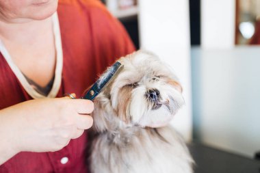 Lhasa apso salon damat.
