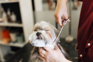 Lhasa apso salon damat.