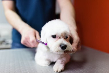 Salon damat, Erkek damat kesme Malta köpek ceket. 