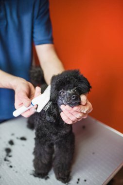 Salon damat, Erkek damat kesim siyah minyatür fino köpeğinin kat. Seçici odak.