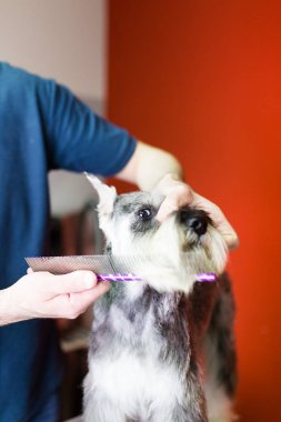 Erkek damat damat 'tuz ve biber' schnauzer salon damat, minyatür. 