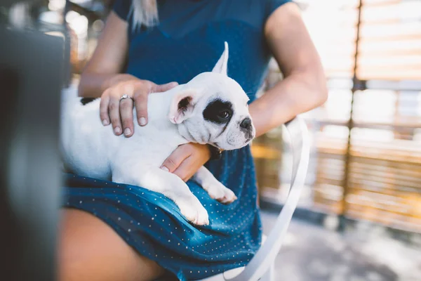 若いです女性楽しみますカフェテリアで維持可愛いですフランスのブルドッグ子犬 — ストック写真