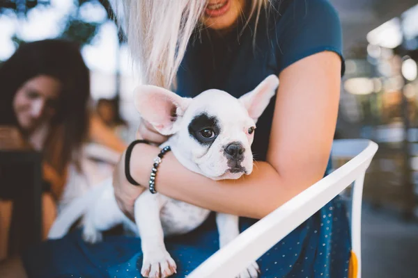 Young Woman Enjoying Cafeteria Keeping Adorable French Bulldog Puppy — Stock Photo, Image