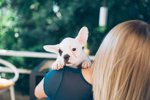 若いです女性楽しみますカフェテリアで維持可愛いですフランスのブルドッグ子犬 — ストック写真