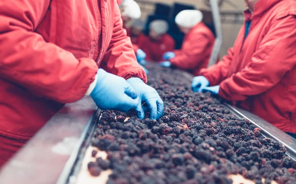 Dondurma ve meyve paketleme fabrikası. Tanınmayan işçinin dondurulmuş ahududu yelpazesi için satır üzerinde koruyucu mavi eldiven eller. Seçici odak.