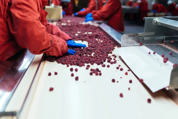 Dondurma ve meyve paketleme fabrikası. Tanınmayan işçinin dondurulmuş ahududu yelpazesi için satır üzerinde koruyucu mavi eldiven eller. Seçici odak.