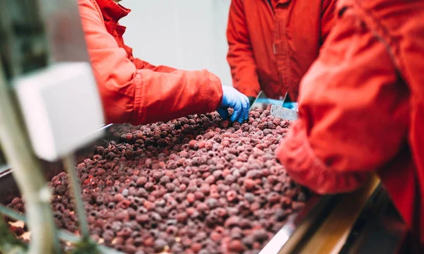 Factory for freezing and packing fruits. Unrecognizable worker\'s hands in protective blue gloves working on line for selection of frozen raspberries. Selective focus.