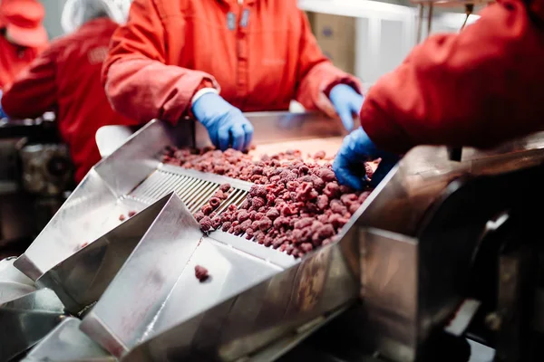 Dondurma ve meyve paketleme fabrikası. Tanınmayan işçinin dondurulmuş ahududu yelpazesi için satır üzerinde koruyucu mavi eldiven eller. Seçici odak.