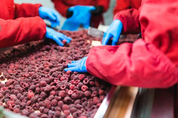 Factory for freezing and packing fruits. Unrecognizable worker's hands in protective blue gloves working on line for selection of frozen raspberries. Selective focus.