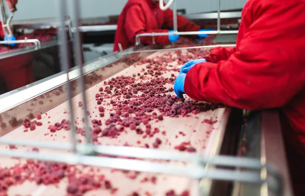 Factory for freezing and packing fruits. Unrecognizable worker\'s hands in protective blue gloves working on line for selection of frozen raspberries. Selective focus.