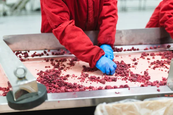 Dondurma ve meyve paketleme fabrikası. Tanınmayan işçinin dondurulmuş ahududu yelpazesi için satır üzerinde koruyucu mavi eldiven eller. Seçici odak.
