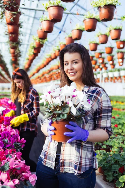 Vackra Unga Kvinnor Arbetar Växthus Och Njuter Vackra Blommor — Stockfoto