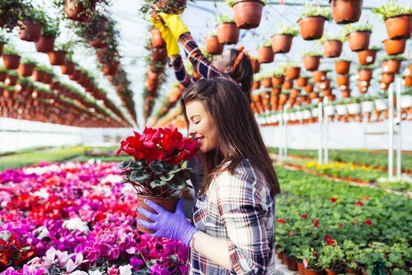 Serada çalışan ve güzel çiçekler zevk güzel genç kadın. 