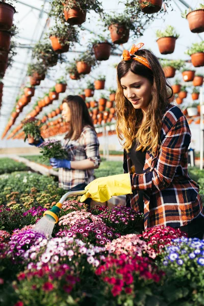Serada çalışan ve güzel çiçekler zevk güzel genç kadın. 