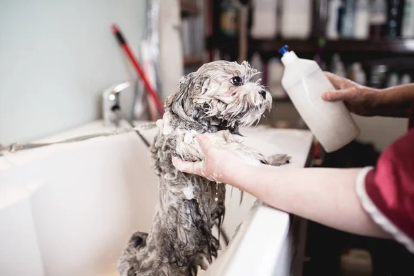 Lhasa Apso Salão Arrumação Tendo Banho — Fotografia de Stock