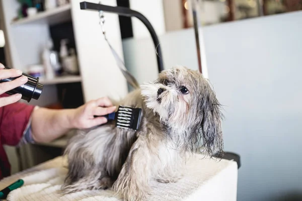 Lhasa Apso Salão Arrumação — Fotografia de Stock