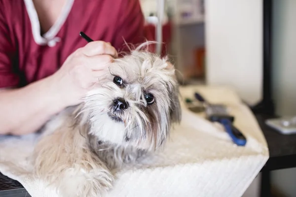 Lhasa Apso Salão Arrumação — Fotografia de Stock