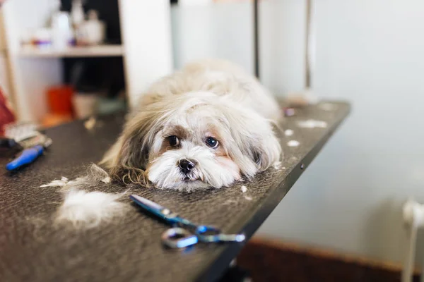 Lhasa Apso Grooming Salon — Stockfoto