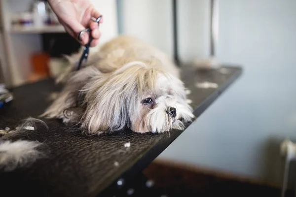 Lhasa Apso Salón Aseo —  Fotos de Stock