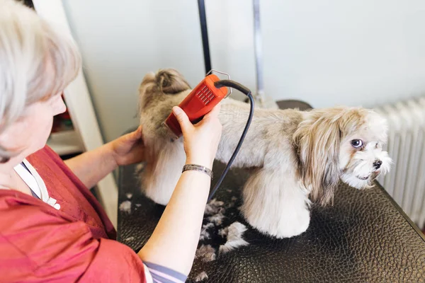 Lhasa apso salon damat. 