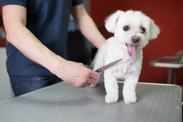 Masculino Groomer Grooming Maltês Cão Grooming Salão Foco Seletivo Mão — Fotografia de Stock