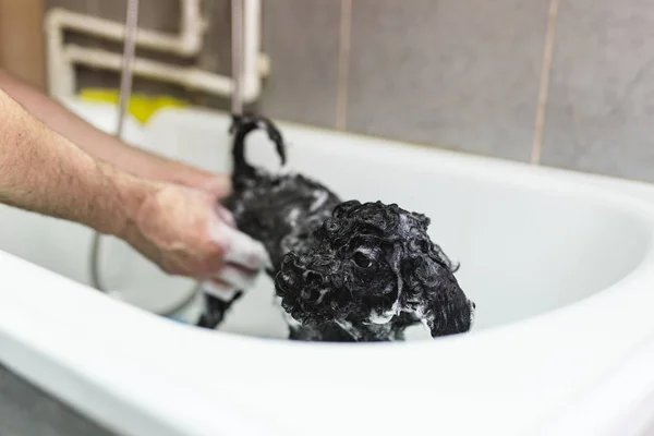 黑色迷你贵宾犬在美容沙龙有浴 — 图库照片