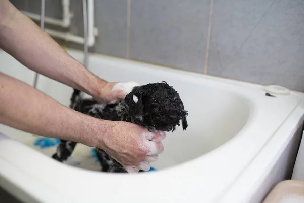 Zwarte Dwergpoedel Grooming Salon Met Bad — Stockfoto