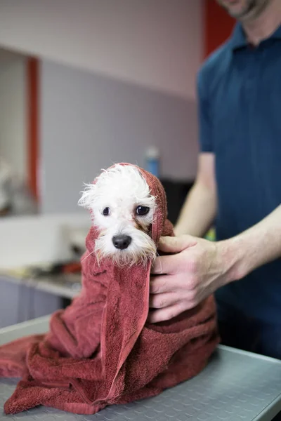Мальтийская Собака Парикмахерской Принимает Ванну — стоковое фото
