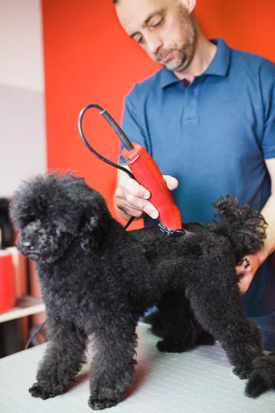 Masculino Groomer Penteando Preto Miniatura Poodle Grooming Salão — Fotografia de Stock