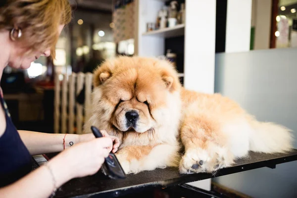 Vrouwelijke Groomer Borstelen Chow Chow Grooming Salon — Stockfoto