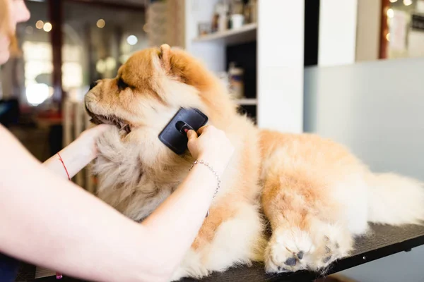 Kobiece Groomer Szczotkowanie Chow Chow Grooming Salon — Zdjęcie stockowe