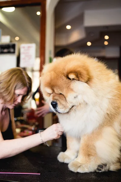 Pflegerin Bürstet Chow Chow Pflegesalon — Stockfoto