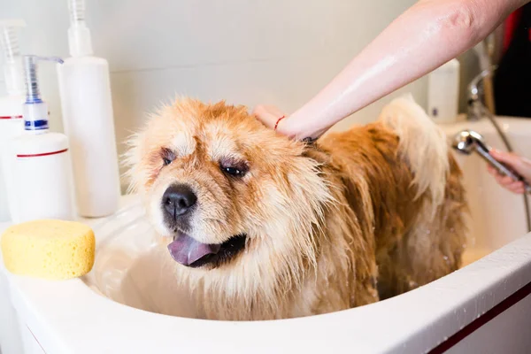 Banyoda salon damat, Chow chow.