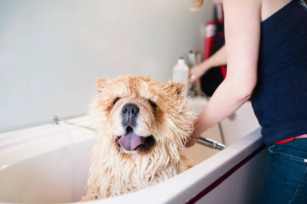 Chow Chow Grooming Salong Med Bad — Stockfoto