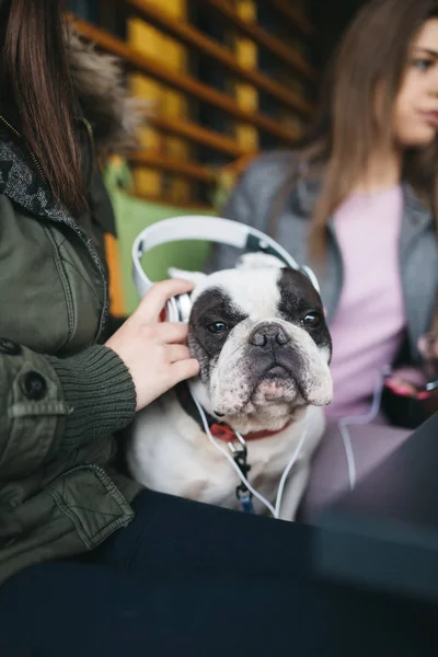 Adorable French bulldog listening to music in cafeteria. Selective focus on bulldog\'s face