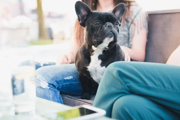 Belle Jeune Fille Jouissant Dans Café Bar Avec Son Bouledogue — Photo