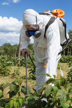 Tarım ilaçlama - işçi yabancı ot kontrolü ve ambrosia sahada Püskürtme koruyucu iş giysisi. 