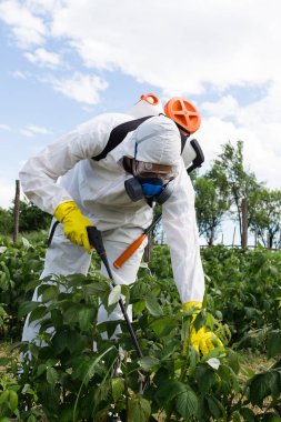 Tarım ilaçlama - işçi yabancı ot kontrolü ve ambrosia sahada Püskürtme koruyucu iş giysisi. 