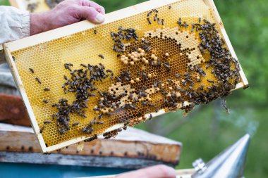 Arı ağdasıyla çerçeveyi tutan adamın yakın çekimi. Seçici odak.