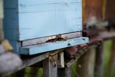 Kaynıyor ve kendi arı kovanı uçan bal arıları görüntüsünü kapatın. Seçici odak