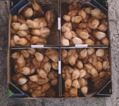 Tavuk çiftliği küçük sarı civciv. Seçici odak.