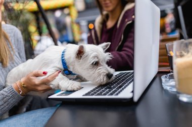 Çok güzel westie köpek yavrusu kucak tepe üzerinde bazı önemli bilgiler için arama. Seçici odak, kısa alan derinliği.