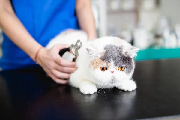 Beautiful cat at veterinary.