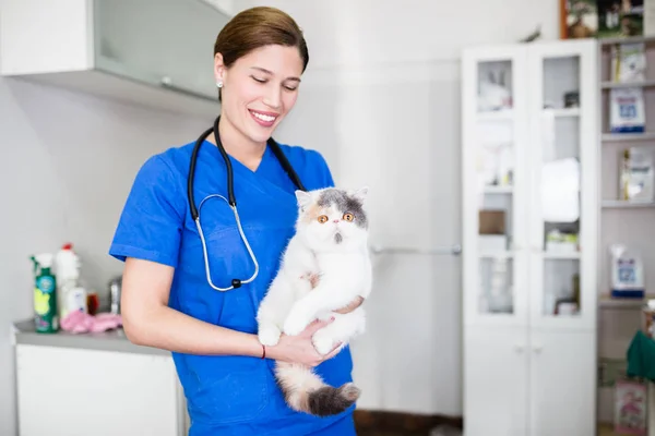 Hermoso Gato Veterinario —  Fotos de Stock