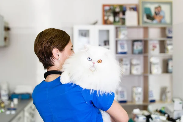 Vacker Katt Veterinär — Stockfoto